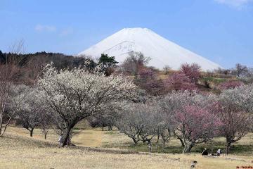 ファイル名: ume2501.jpg
ファイルサイズ: 90.8KB
→クリックで元のサイズを表示 ume2501